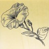 Tampon Collection Fleurs - Fleur D Liseron